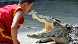 Crocodile Show In Sharm