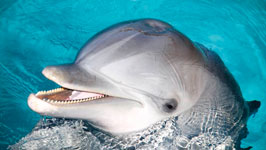 Dolphin Show in Sharm el Sheikh