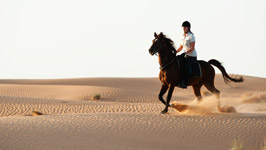 Horse Ride Trip at Sharm Desert